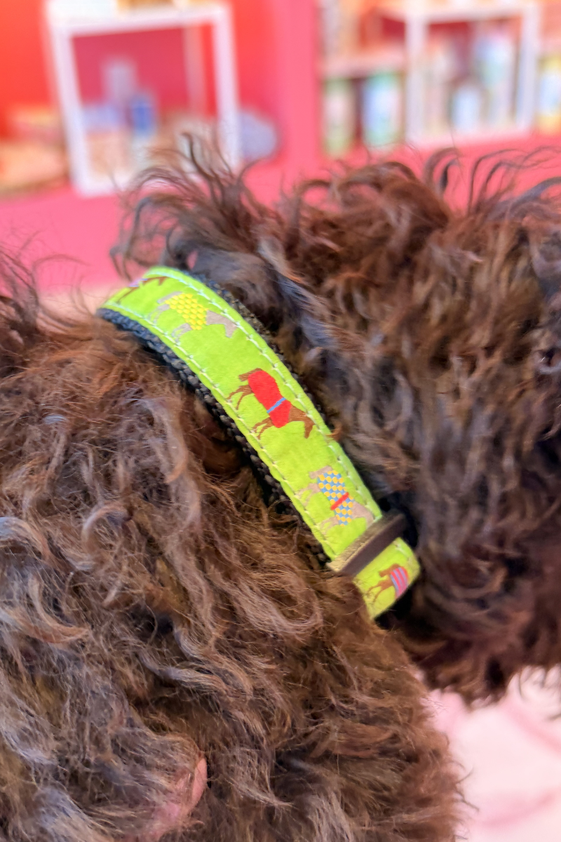 Winner's Circle Dog Collar