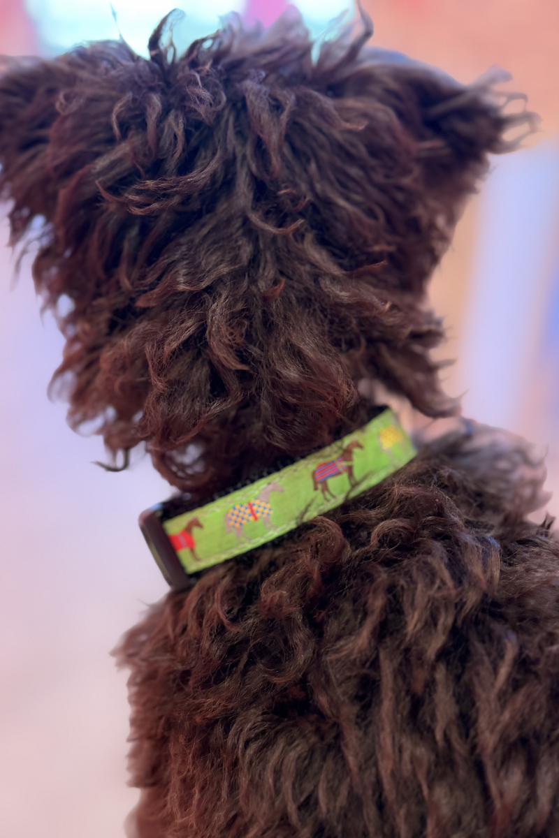Winner's Circle Dog Collar