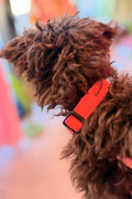 Coral Crush Dog Collar