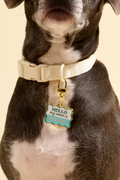 Pawfect Collar Charm