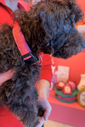Coral Crush Dog Collar