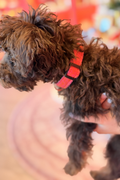 Coral Crush Dog Collar