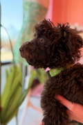 Happy Hour Dog Collar