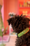 Happy Hour Dog Collar