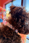 Daisy Breeze Dog Collar