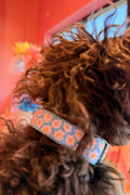 Daisy Breeze Dog Collar