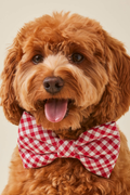 Red Gingham Dog Bow Tie