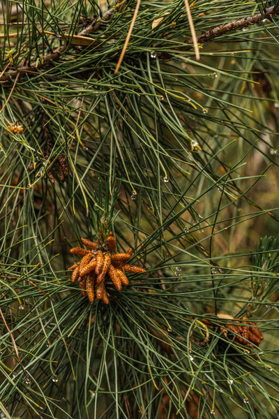 Pura Car Fragrance Refill - Frasier Fir (Thymes)