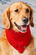 Red Cable Knit Dog Bandana