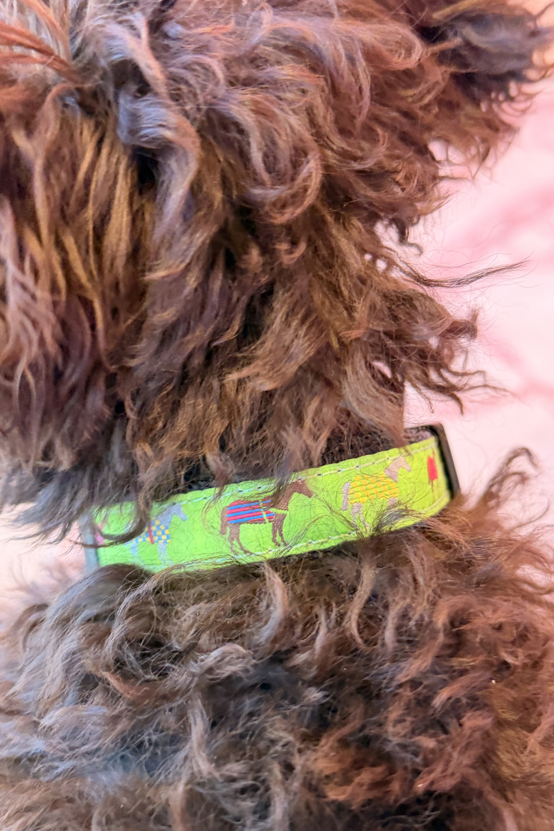 Winner's Circle Dog Collar