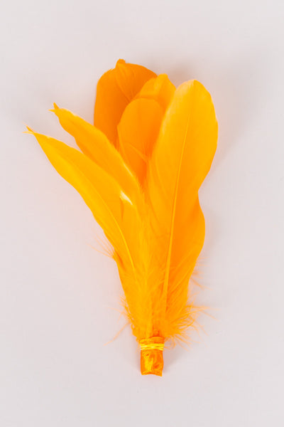 Goose Feathers Bundle of 6 - Yellow Band