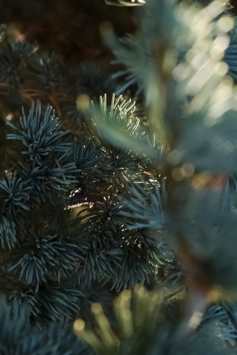 Pura Fragrance Refill - Evergreen (Tommy Bahama)